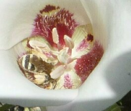 Halictus parallelus flower